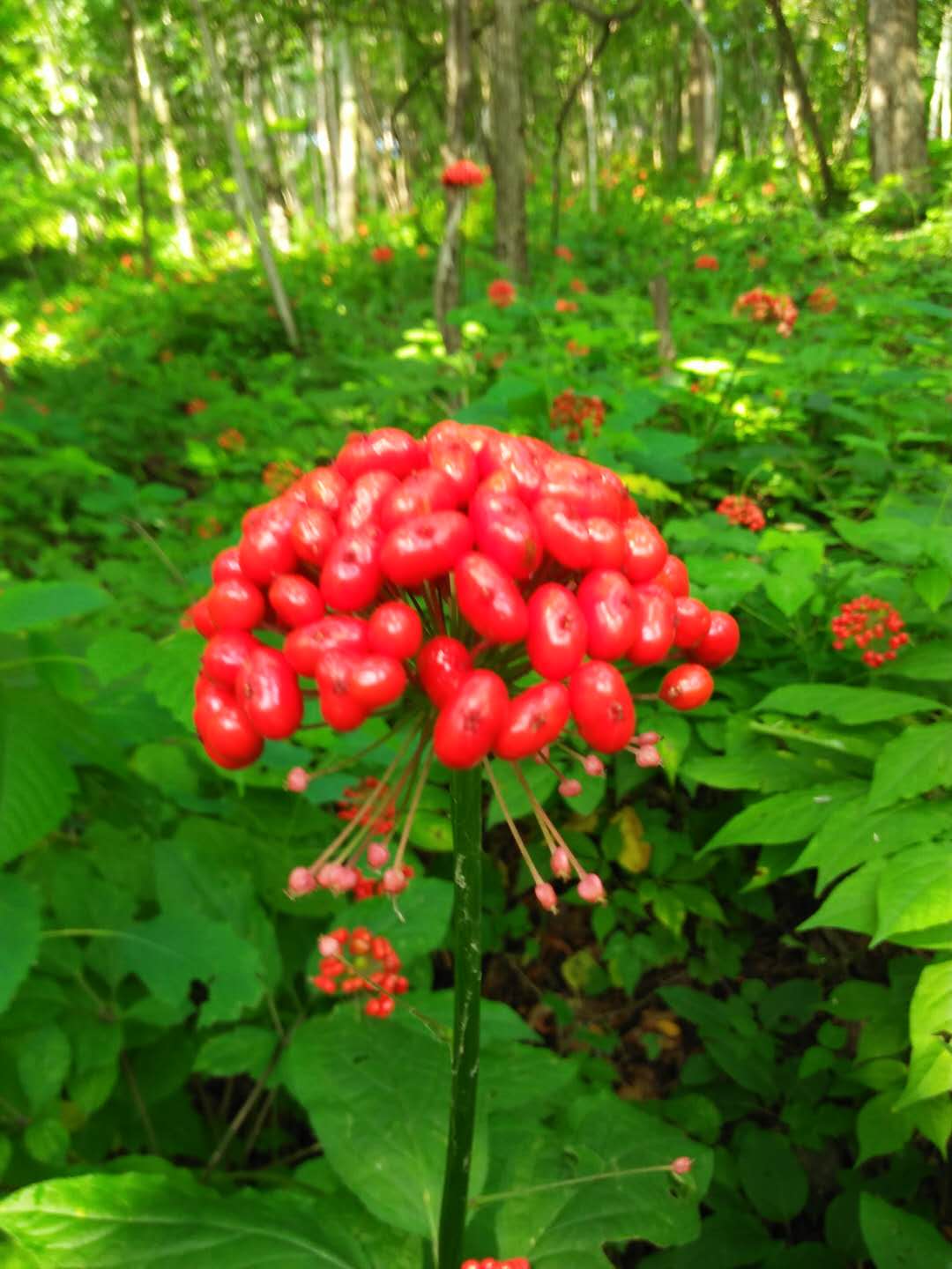 一手貨源 純野山蜂蜜 百花蜜 林下參 野山參 假一賠十 長期合作野山